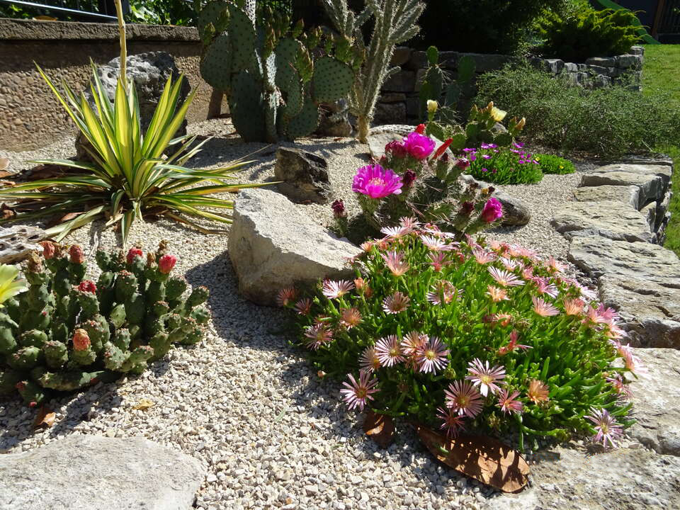 Gartengestaltung in der Nähe von Fürth: Steingarten mit Succulenten